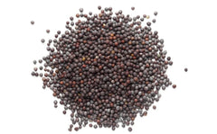Mustard Seeds 1kg - Pattu