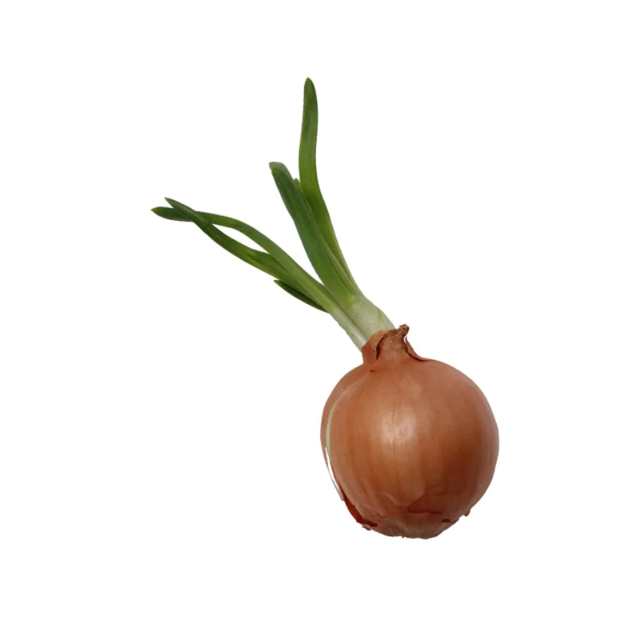 Onion Shallot