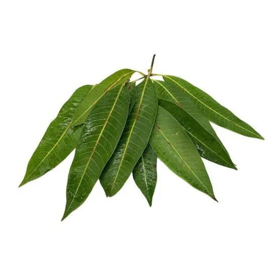 Pooja Mango Leaf